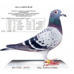 RO 75582-2019 F / Orig. Petrica Cristinel / loc 1 Genarat Bucuresti 2021